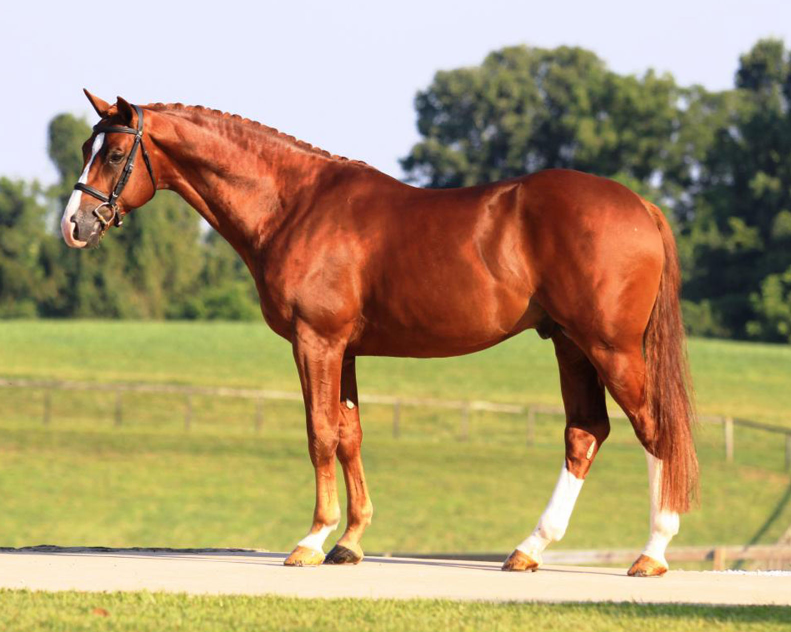 Warmbloods on Pinterest Dutch Warmblood, Oldenburg and Trakehner