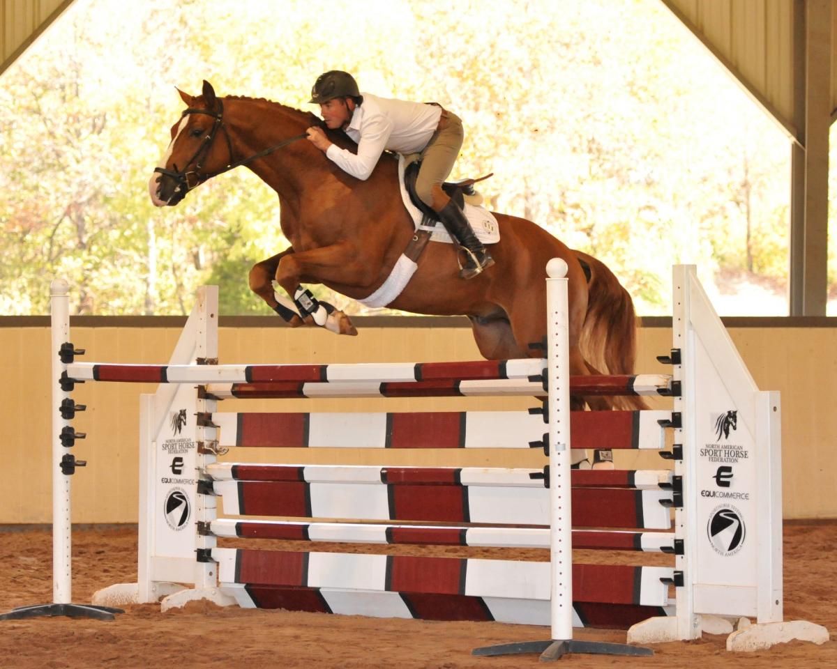 qredit-oldenburg-stallion-by-quaterback-at-stud-in-maryland-on-pony-city-223-001-7431