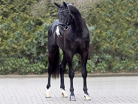 stallion_everdale-rect