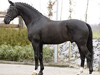 stallion_negro