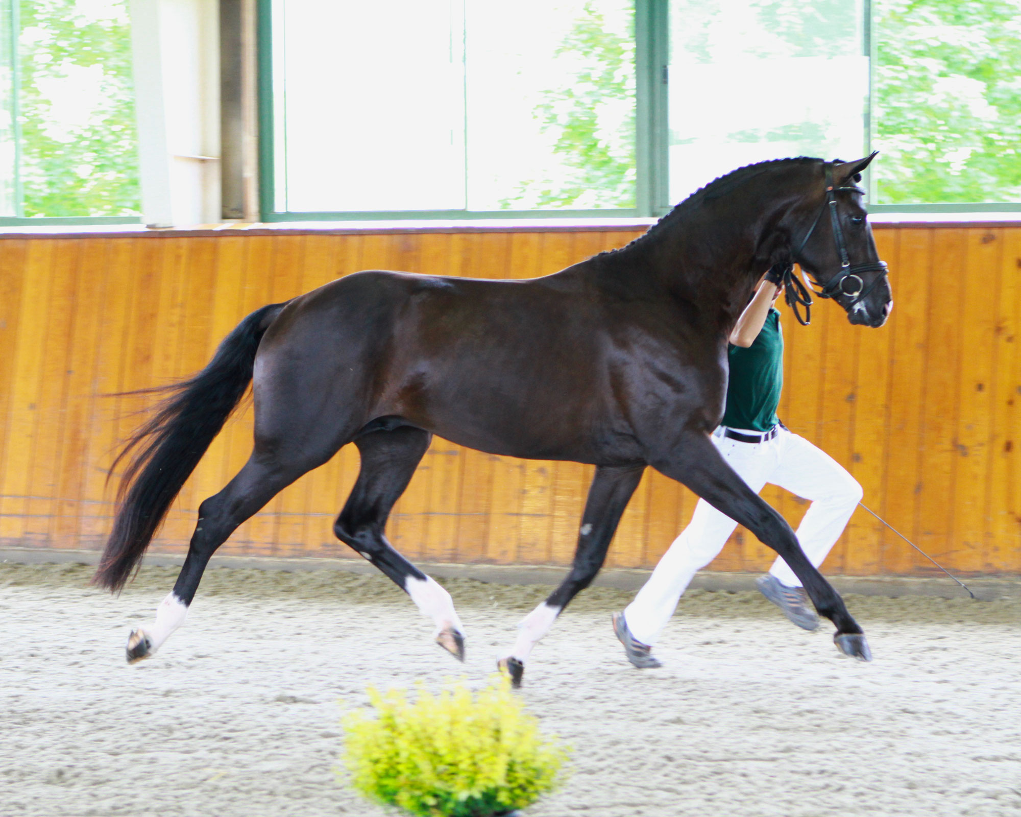 Sternlicht GGF Hilltop Farm, Inc.