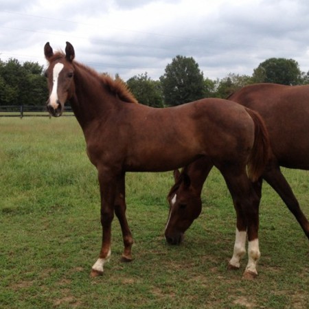 Ev_2014_Filly_Jaden_Carmella_Schklar_web