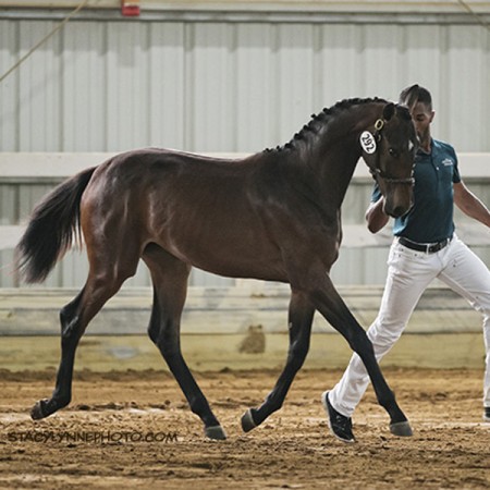 Q_Quartet_2014Filly-1_EMAcapella_Reilly_80-web