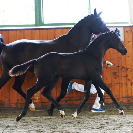 Ster_Steinbeck-1_2015Colt_Raja_BillAlphin-web