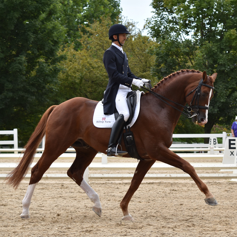 Lamplight Dressage Hilltop Farm Inc Qredit Web800x800