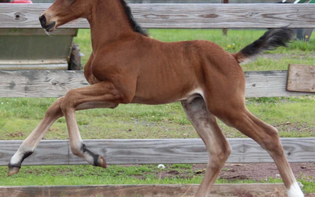 Aramingo