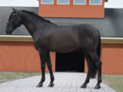 colivo_cf_stallion_web-200x150