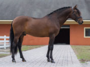 fiti_cf_stallion_web-200x150