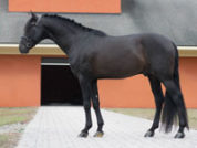 flamenco_cf_stallion-web-200x150