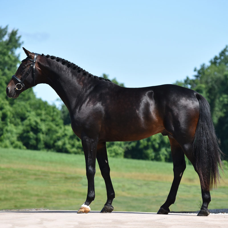 Chocolate Stallion.