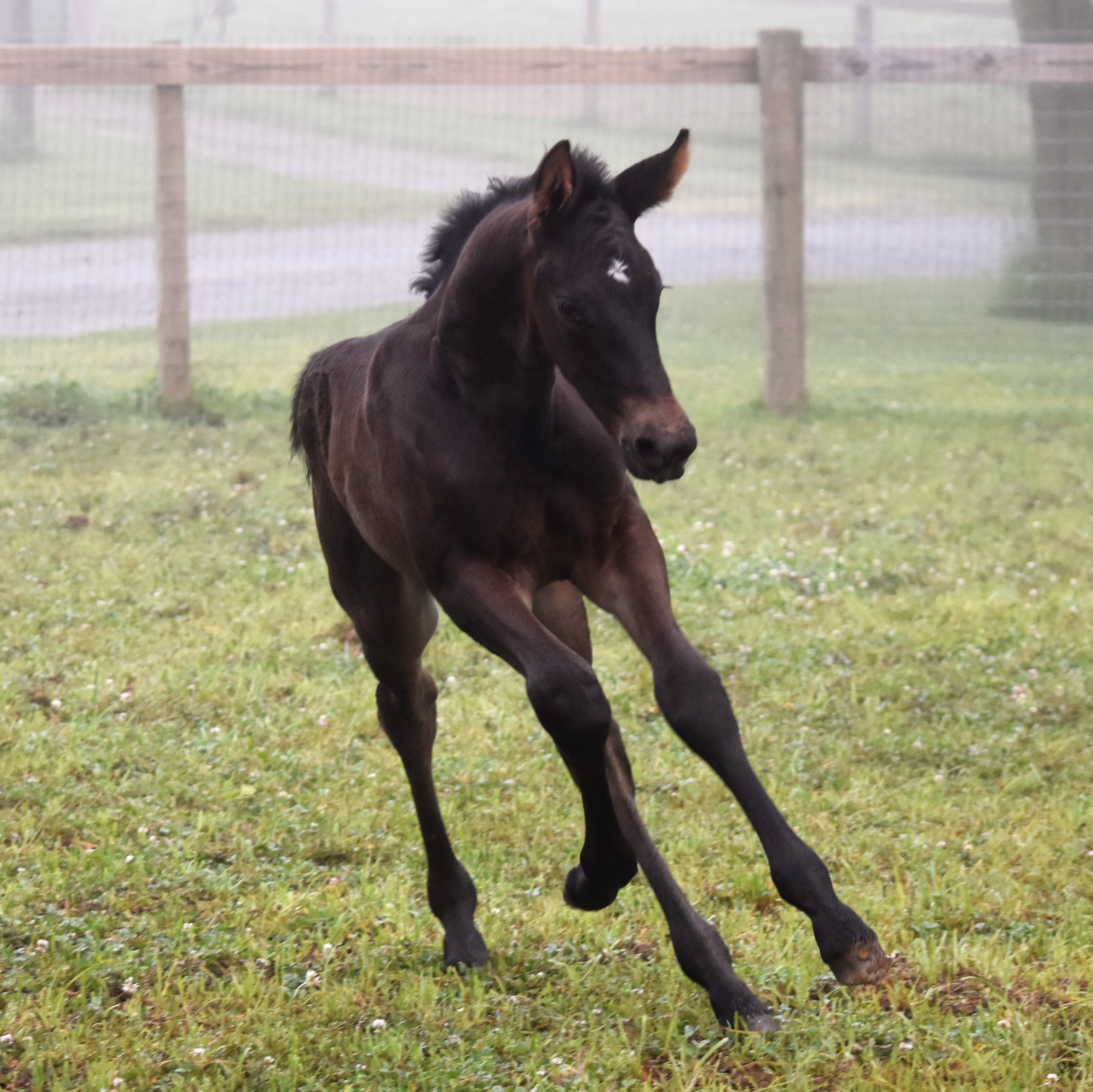 From Foal To Stallion: Understanding Colt Age And Stages - 0hc0uk7