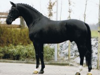 Negro_CF
