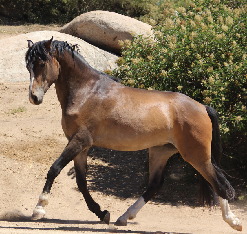 Patriot (Popeye-CAP Cennedy N)