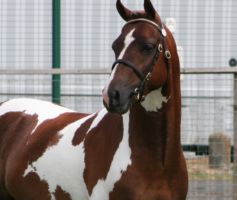 Woodbury’s Harlequin