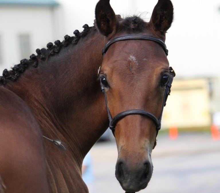 Peppermynt Patti (Popeye-Lonetree’s Romeo)