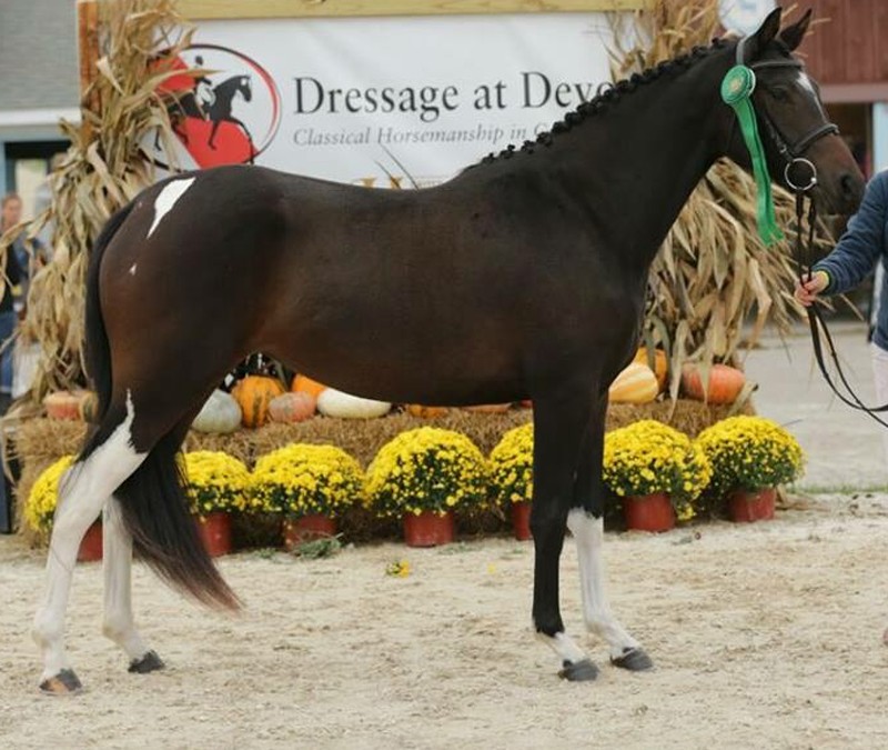 Prima Esperanza (Popeye x Why Not Me)