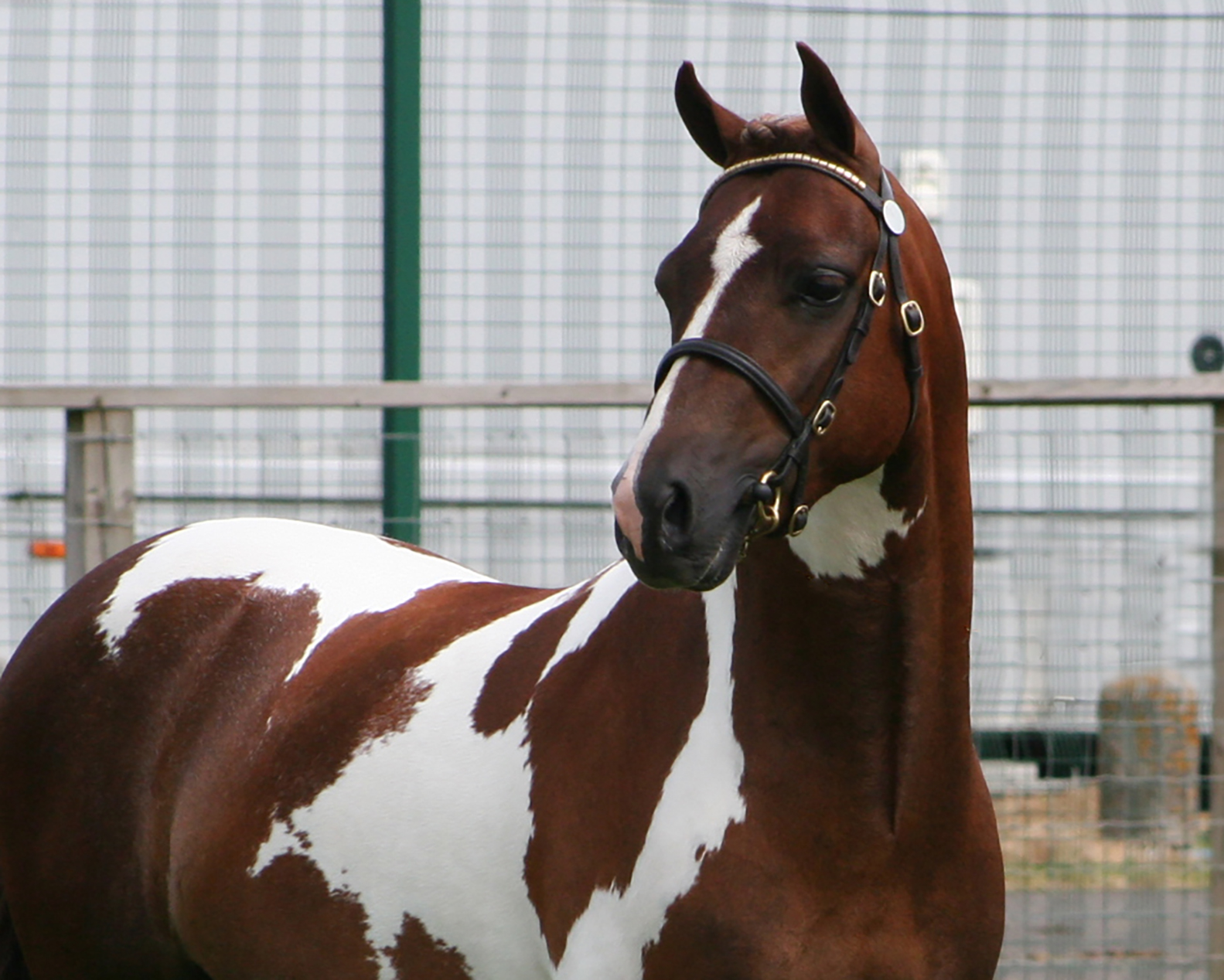 Woodbury’s Harlequin