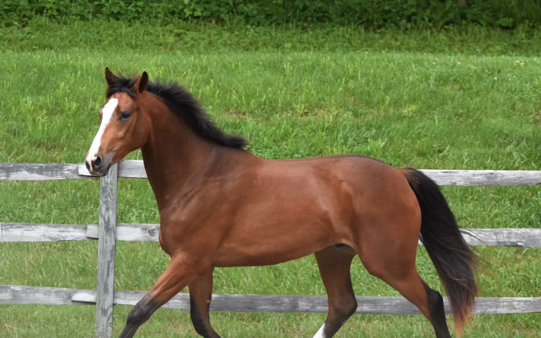 Total Knockout (Talisman-Popeye K)