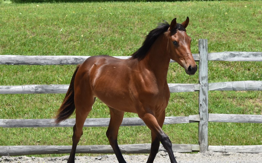 Talladega (Talisman-Her Majesty’s Bid xx)