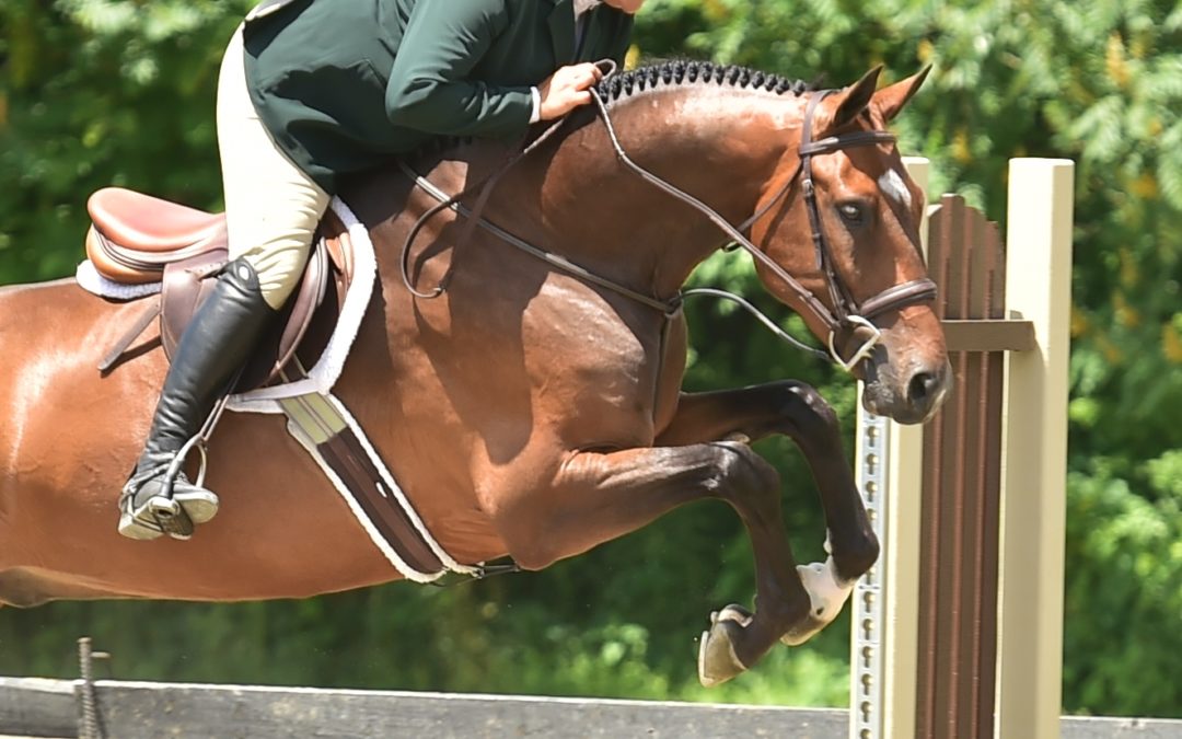Tali (Talisman x Corey Lane)