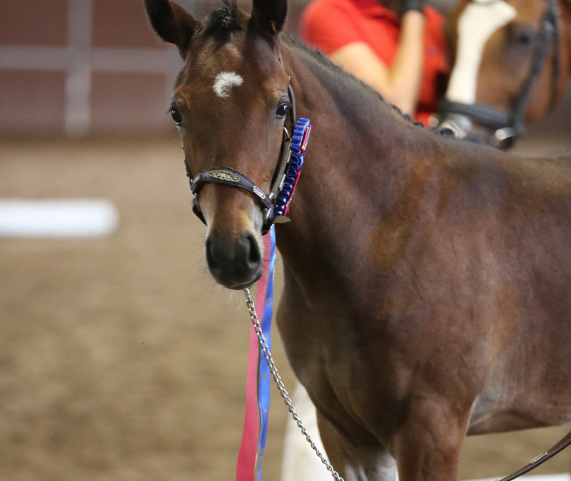 Bella Luna (Popeye-Viva Deputy xx)