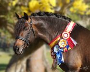 fiti_hd-ribbon_shanarisley_web-1583x1266