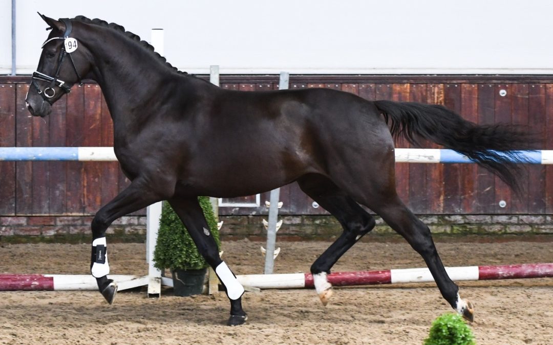 Kallista (Everdale-Wynton)