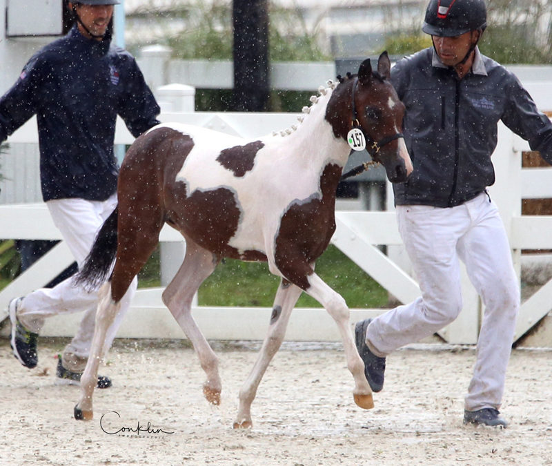 Harley’s Angel (Harlequin-Colwyn Llewelyn)