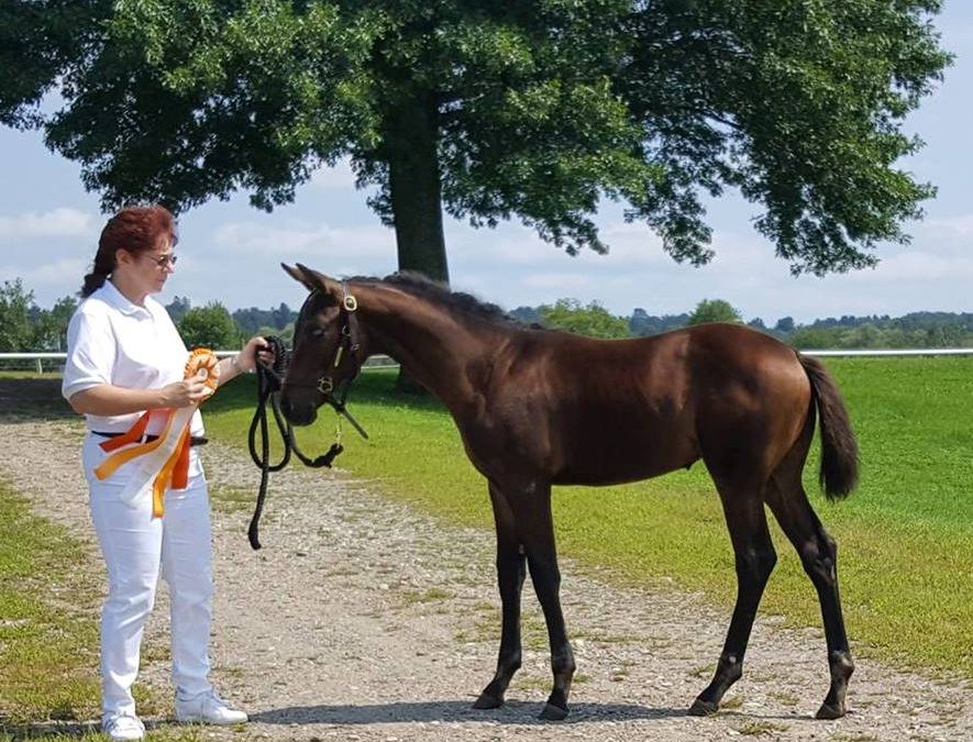 Nessarette MG (Glamourdale-Schroeder)