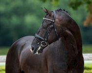jayson_hd_equigeniek_web-1583x1266