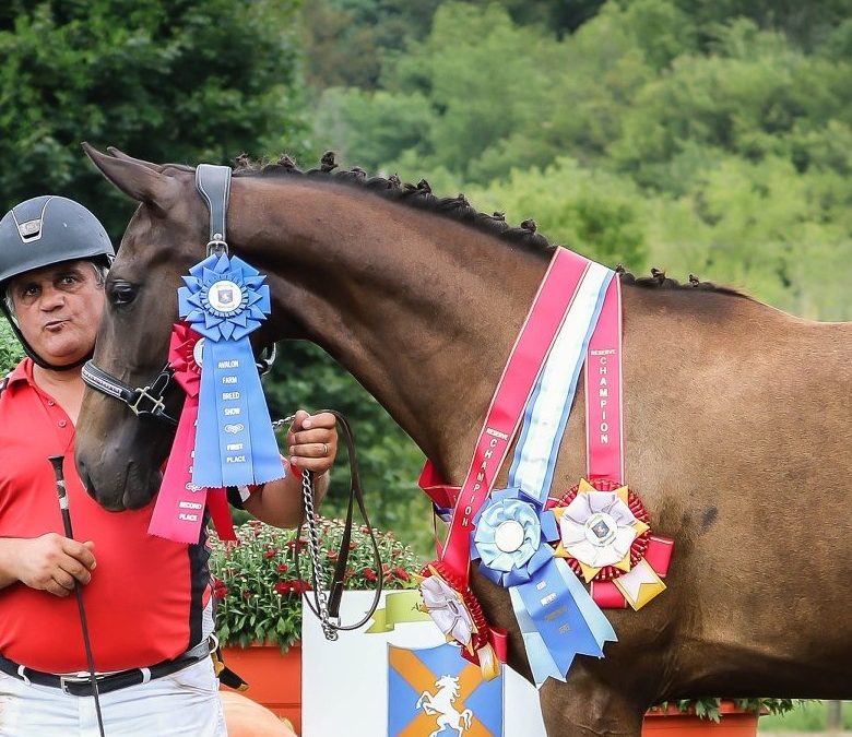 Raison Detre (Rubinero-Dream In Gold xx)