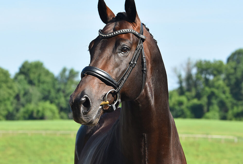 Louisville HTF
