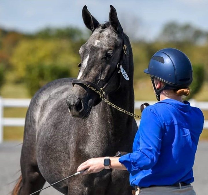 ROR Envy (Calucci-Lust xx)
