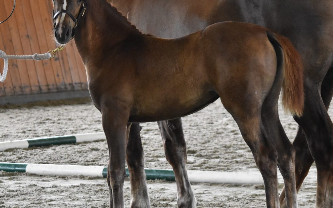 Seleste (Sternlicht-Contango)