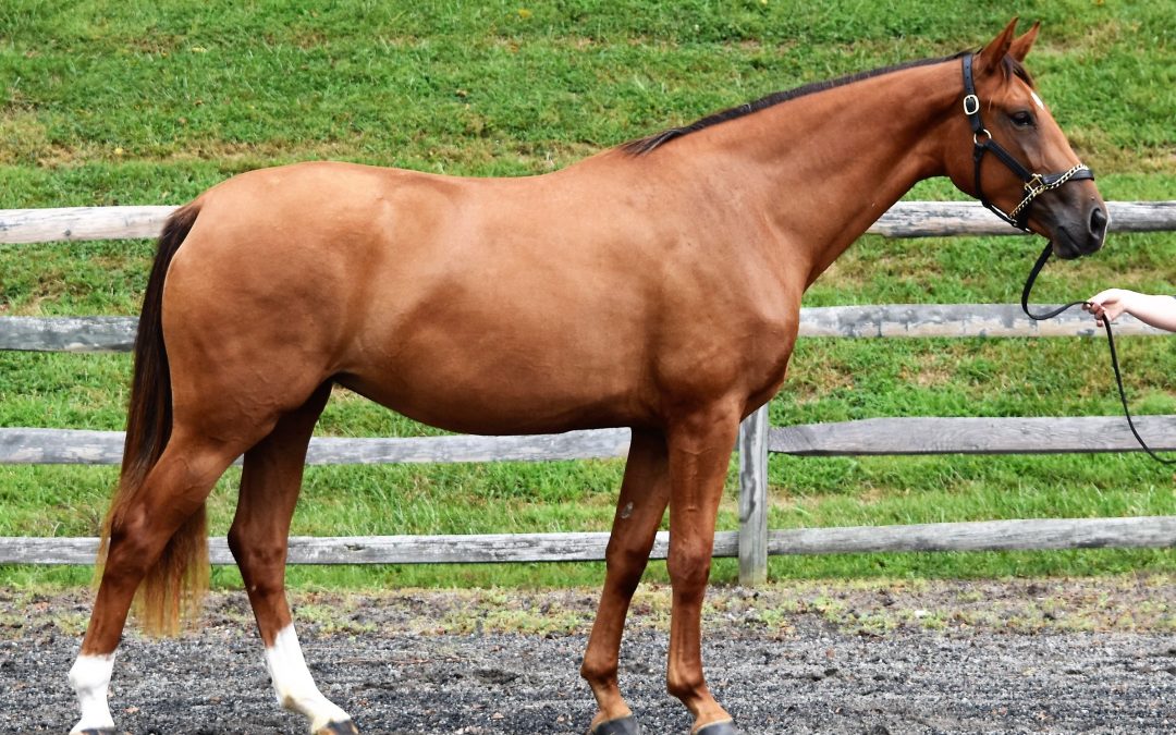 Onassis MDH (Royal Prinz-Ferro)