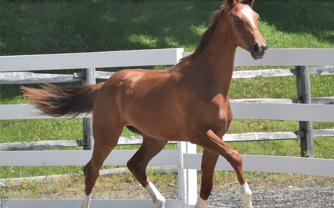 Redford HTF (Royal Prinz-Contucci)