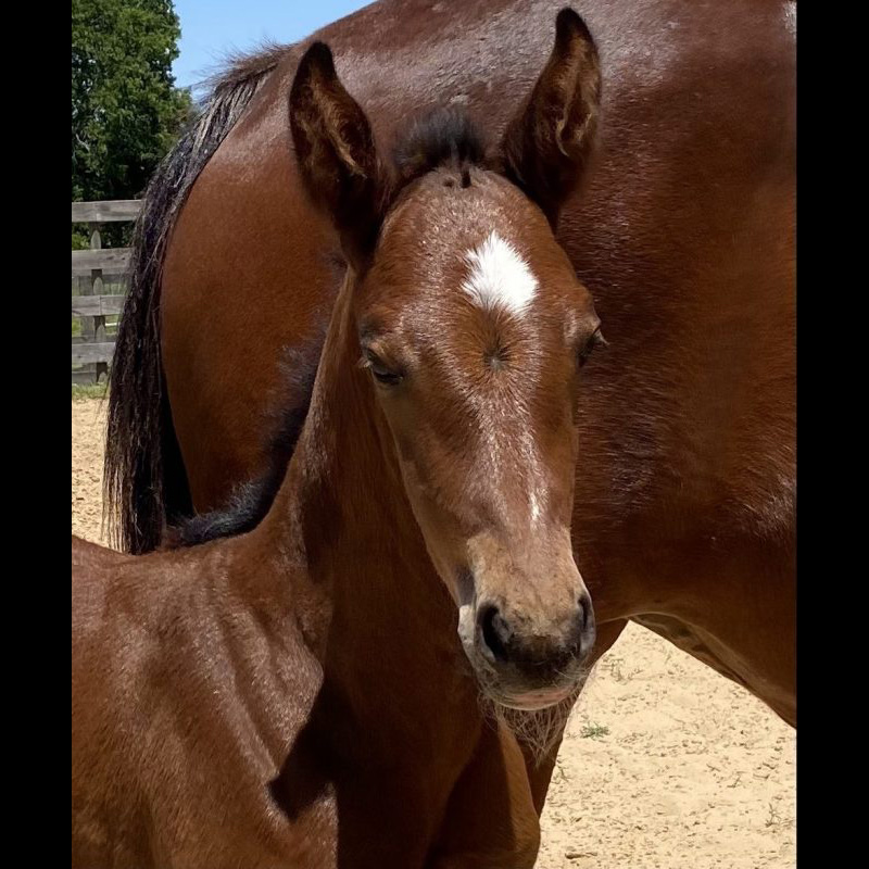 Qrescenda ESH Hilltop Farm, Inc.