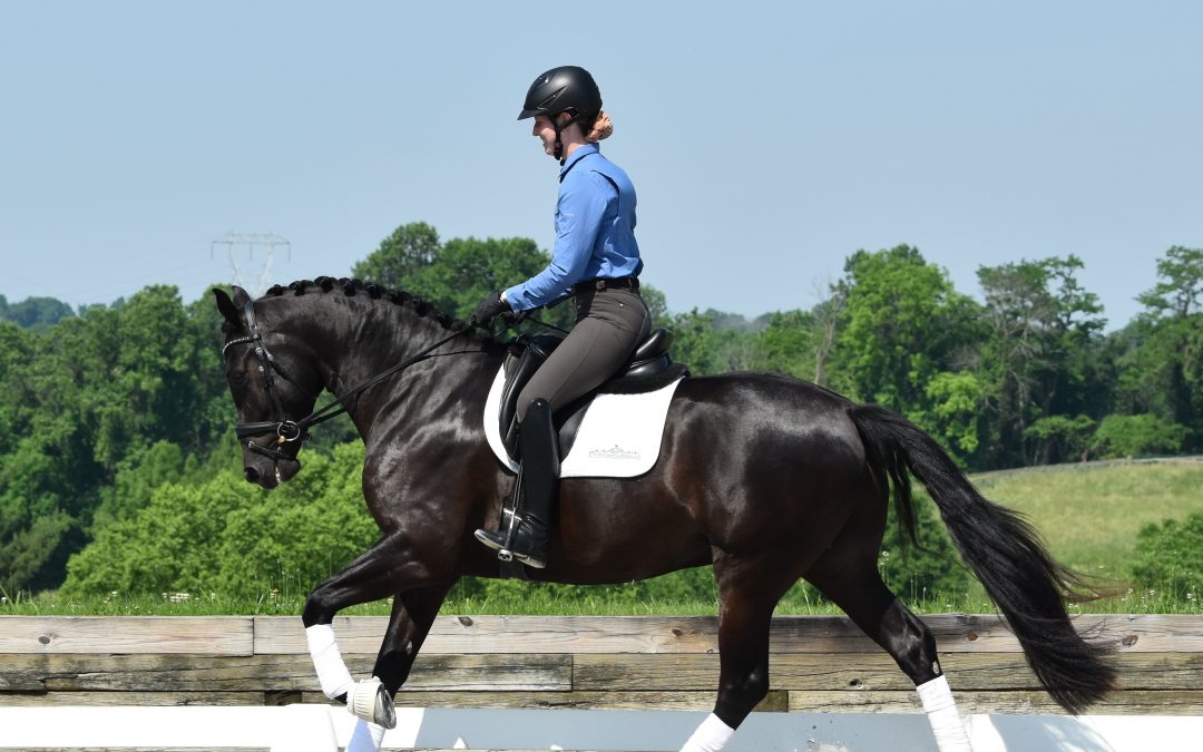 Faccini Negro (Flamenco YM-Pandora)