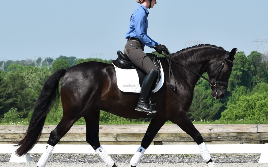 Faccini Negro (Flamenco YM-Pandora)