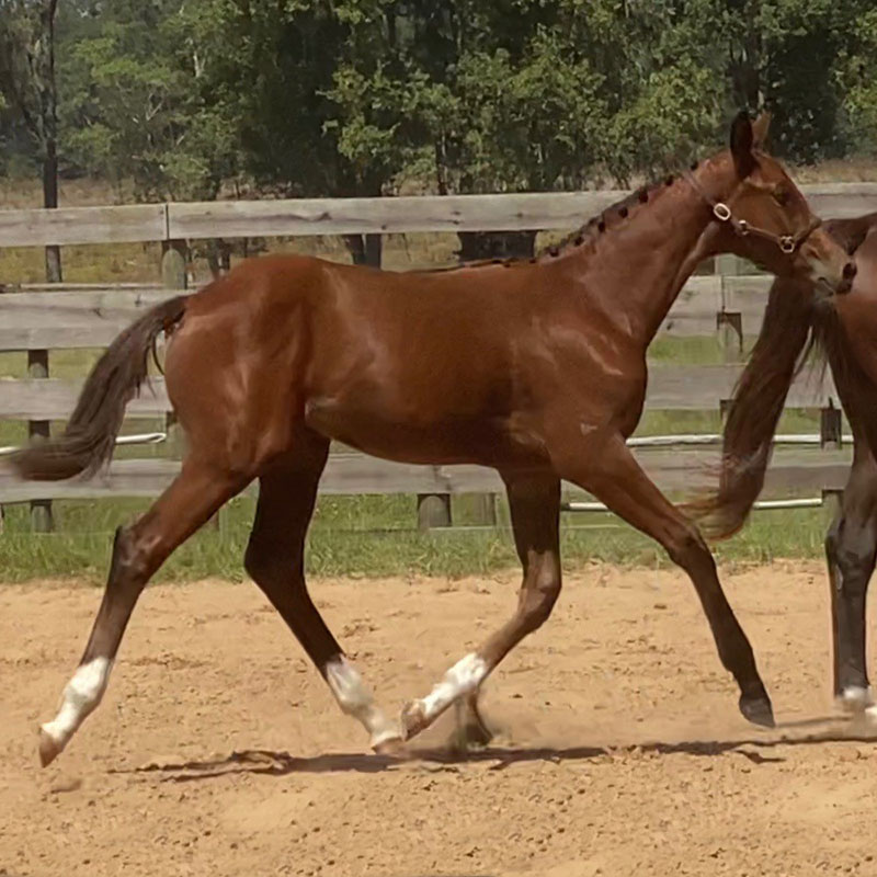 Qrescenda ESH Hilltop Farm, Inc.