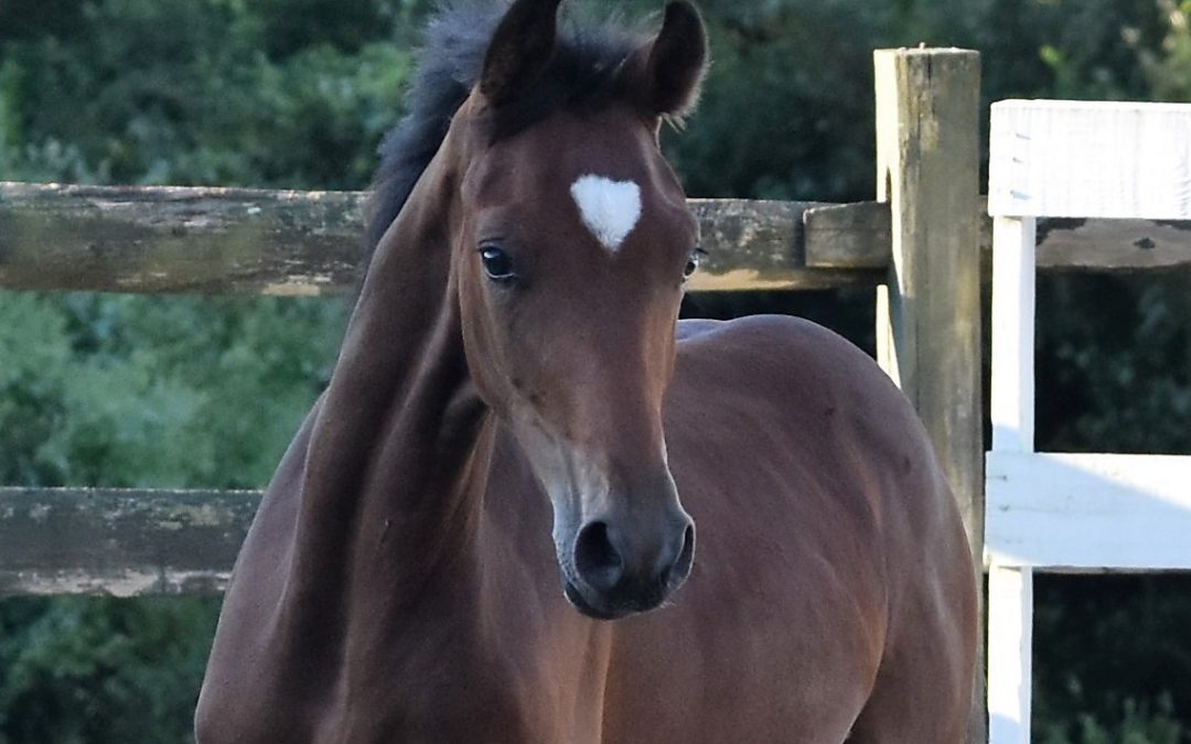 Fürst Florencio AVF (Fürst Gribaldi-Don Romantic)