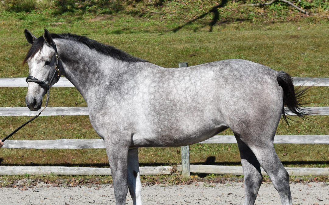 Caillie (Calucci-Marwin)