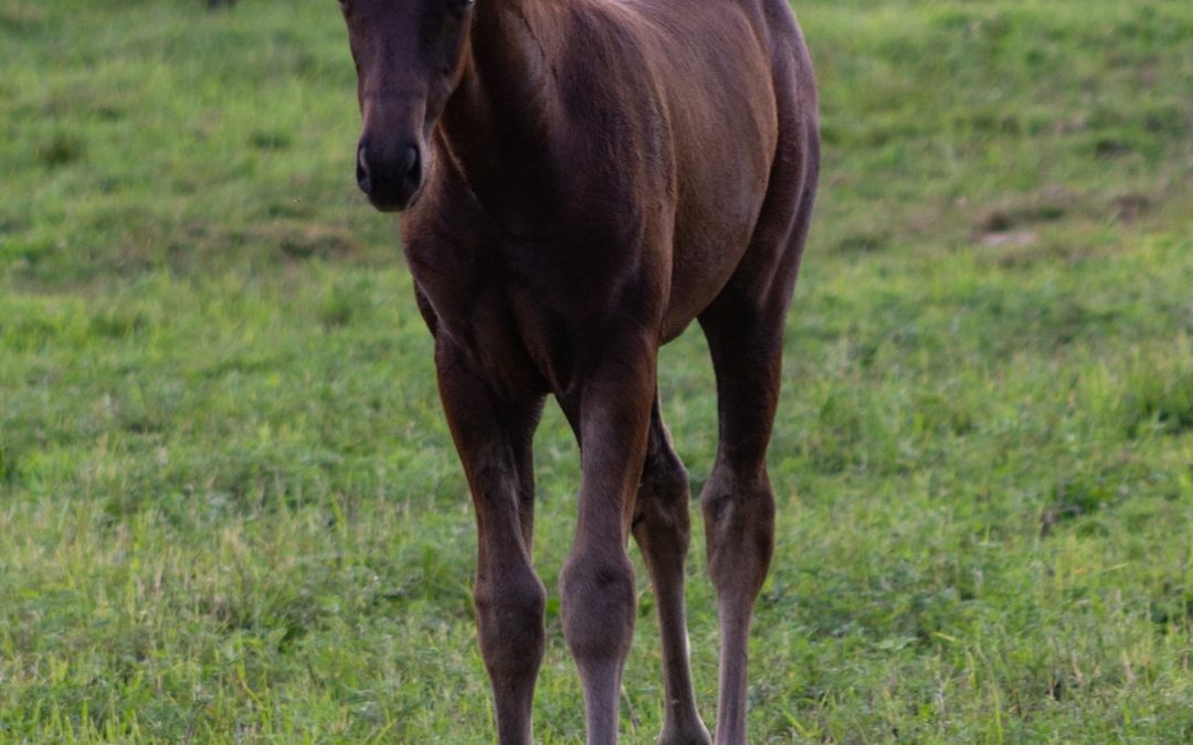 Finnegan FVF (Flamenco YM-Skip Leo Bert)