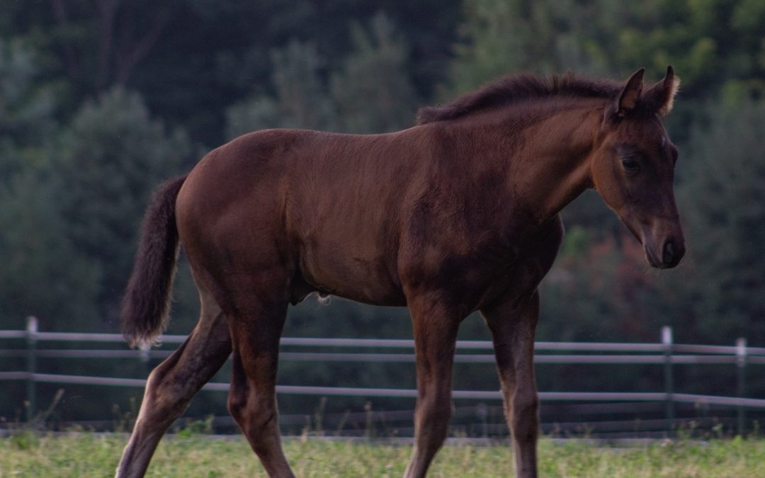 Finnegan PVF (Flamenco YM-Skip Leo Bert)