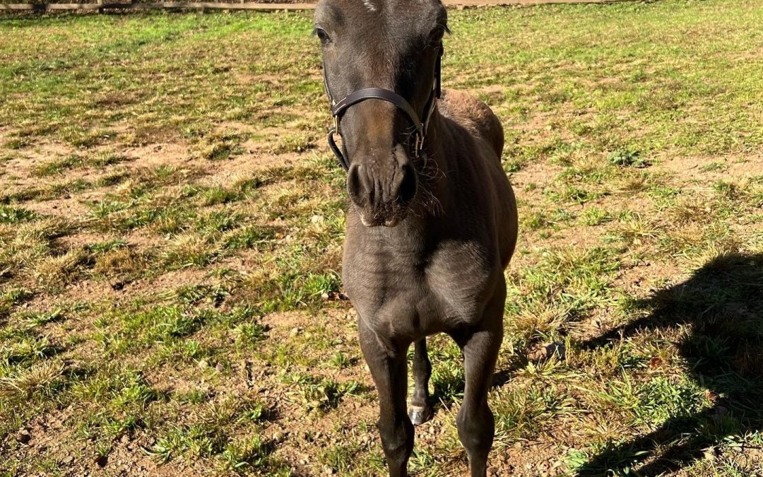 Milagro HJF (Flamenco YM-Hollywood Conman)