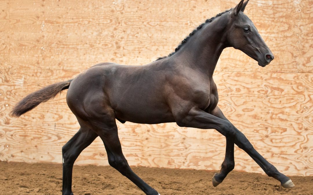Not Just A Dream (Glamourdale-Vivaldi)