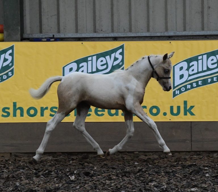 Harley’s Lollipop (Harlequin-Churchwood Troy)