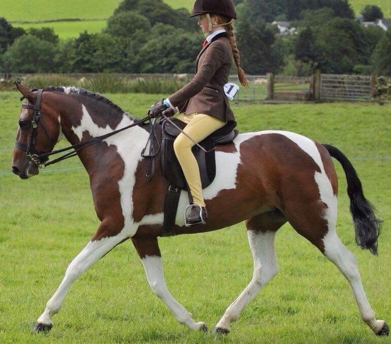 Angelic Lace (Harlequin x Painted Angel)