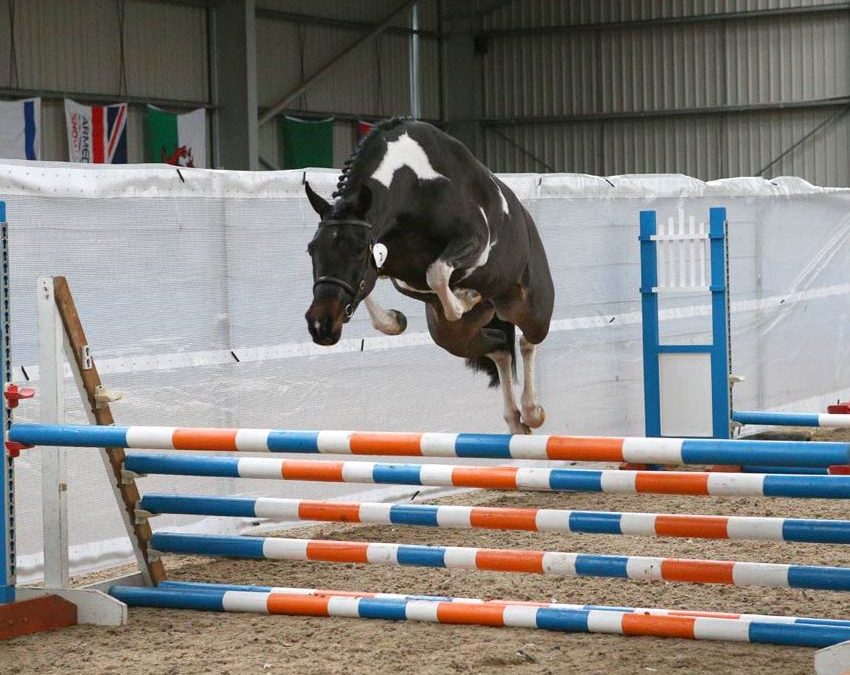 Woodbury’s Curiosity (Harlequin-Machno Carwyn)