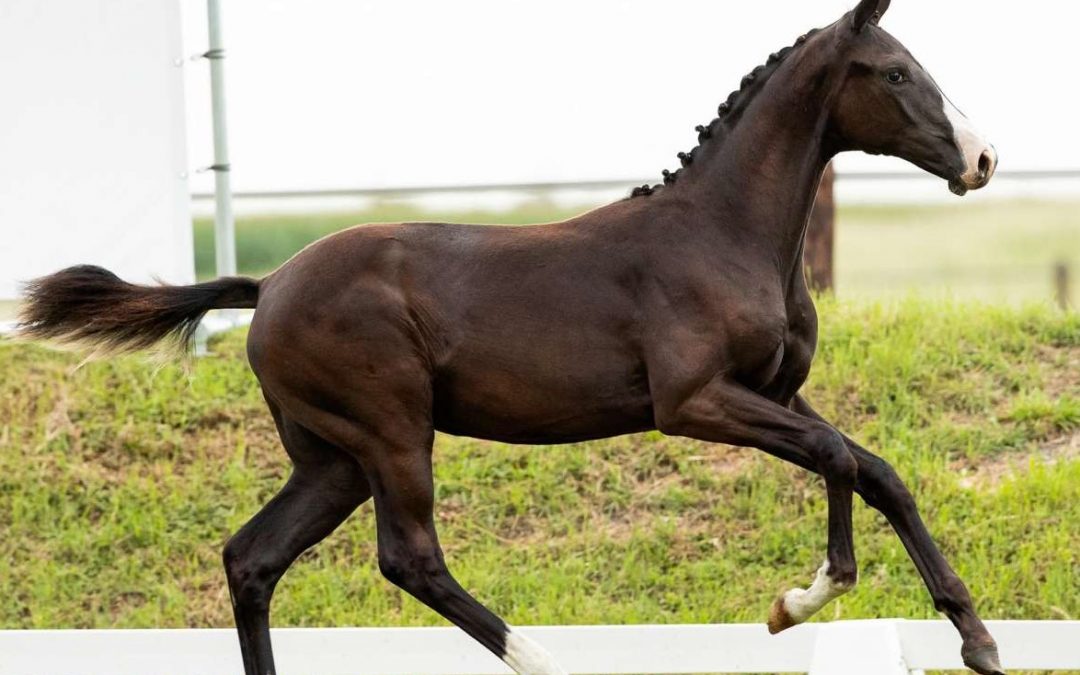 Pertha (Jayson-Rohdiamant)